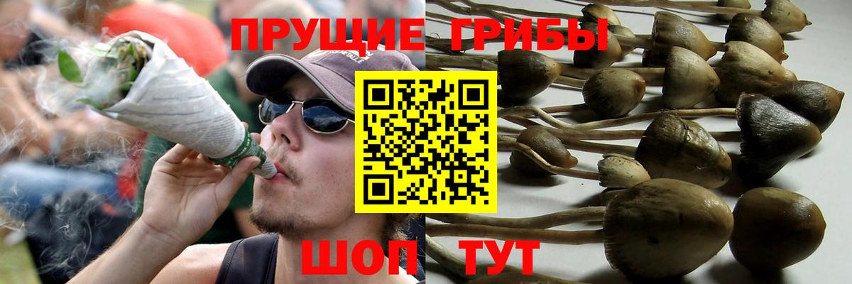 Псилоцибиновые грибы прущие грибы  Псилоцибиновые грибы Cubensis  Вход с VPN  Саянск 